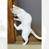 閉まっていたドアのまえで、猫が…見たことなさすぎる『衝撃の開け方をする様子』が282万再生「信じられない」「うちの婆ちゃんみたい」の声
