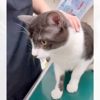 獣医が『爪切っていい？』と聞いた瞬間、猫が…完璧に言葉を理解している様子に"大爆笑"37万再生「ウケたｗｗ」「天才すぎる」