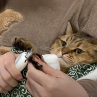 爪切りが苦手な猫→赤ちゃんのおくるみのように布団で包んでみると…『たまらない光景』に反響続々「唐草模様似合いすぎ」「いい表情」の声