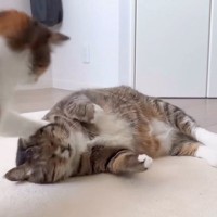 元ボスのおじさん猫を家族にした結果…予期しなかった『ママのような姿』とまさかの光景に爆笑「母性が溢れてる」「不憫すぎて草」と14万再生