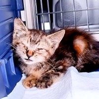 “カラスに襲われ傷だらけの子猫”を保護した結果…約半年間の『軌跡』に涙が止まらないと13万再生「ずっとずっと幸せに」「感動で涙がでた」