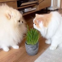 普段は優しい猫に『猫草』を与えたら、同居中の犬に…まさかの『性格豹変』が6.4万再生「ガチ目の猫パンチｗ」「猫草の魅力恐るべし…」の声
