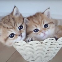 赤ちゃん猫2匹が小さなカゴの中に入ったら…あまりにも可愛すぎる光景に悶絶する人続出「食べちゃいたいくらい可愛い」「信じられない可愛さ」