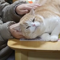 次女のことが大好きすぎる猫→お母さんが話しかけると……予想外の"反応"に笑顔になる人続出「癒された」「大爆笑をありがとう」の声