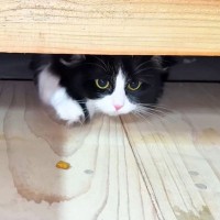 『子猫の姿が見えない…』心配したパパが捜索したら…『お転婆すぎる大冒険』が5.8万再生「大冒険、無事完！」「楽しんだようでｗ」