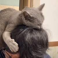 娘婿への『愛が止まらない元ボス猫』→あまりにも『幸せすぎる発表の様子』が泣けると13万再生「なんか泣けてきた」「本物の愛だ」の声