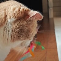 蝶がぐるぐると回るおもちゃを買ってきたら、猫が…想像の斜め上をいった『斬新すぎる遊び方』に爆笑の声続出「スリルを楽しむｗ」「笑える」