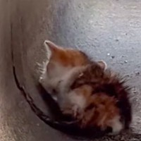 いつもは通らない道を歩いていたら、側溝の中に子猫が……保護して3年→想像以上に成長した『現在の姿』に「本当にたくましくてｗ」「立派ｗ」