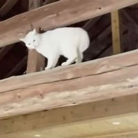 「パパ、助けて…」家の梁（はり）に登った白猫を助けたら、また猫が…まさかのイリュージョンに爆笑！「誰だチミは？ｗ」「新キャラ登場！？」