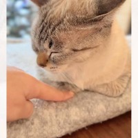 『香箱座りの隙間に指を入れたら、猫が…』想像もしていなかった"とんでもなく尊い反応"が368万再生「逆にｗｗ」「罪なニャンさんだ」と悶絶の声