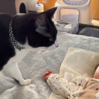 退院から4ヶ月、新しくやって来た赤ちゃんに猫が近づいたかと思ったら…『感動の瞬間』が64万再生「なんて尊い瞬間」「守ってくれてる」の声