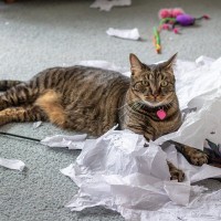 猫が『ティッシュ』で遊びたがるのはなぜ？2つの理由と、やめさせたいときの対処法