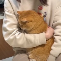 抱っこしただけなのに……嫌なことが起こると察知した『勘が鋭い猫』のリアクションに爆笑「賢すぎるｗ」「かわいいｗ」と5万9000再生