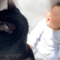 生後7ヶ月の赤ちゃんと猫3匹の一日を紹介したら、黒猫の行動が…まさかの光景が凄すぎると15万再生「本当に頼もしい」「とても癒された」