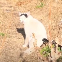 庭に現れた『足の動かない猫』を家族に迎えた結果→2年が経過した現在は……「涙がでてしまった」「奇跡の子だね」と感動する人続出