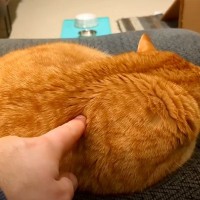 寝ている猫の背中を『つんつん』と触ってみたら…予想外の鳴き声が可愛すぎると217万再生「何度でも聞きたくなるね」「起動音？ｗ」＜海外＞