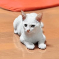 『白猫を保護した』と思ったら、現在……完全に想定外な『ビフォーアフター』が77万再生の反響「めっちゃ可愛い」「ライオンになりそう」