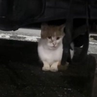 野良猫と3回目の出会い→『うちの子になる？』と聞いてみたら…まさかのエピソードに涙する人続出「小説みたいなお話」「めっちゃ泣きました」