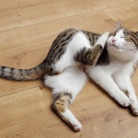 完全室内飼育の猫でも油断大敵！愛猫に『寄生虫予防』が必要な4つのワケ