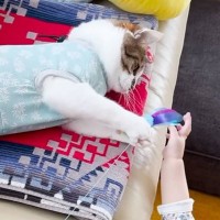 おもちゃで遊んでいた猫→赤ちゃんが欲しがった結果…まさかの『対応』をする姿が23万再生！「かわいすぎて涙」「ママと対応が全然違う」