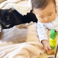 遊びに夢中な赤ちゃん→『体勢を崩して倒れたら、黒猫が…』まさか優しすぎる光景に「ステキな光景」「優しいお兄さん」の声 9万再生突破
