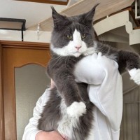 1歳3ヶ月の大型猫を抱っこしてみると…想像を超えてきた『まさかの大きさ』が凄すぎると71万表示「デカいとは聞いてたけど」「でっか」