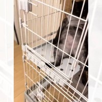 イタズラした猫をケージのなかで留守番させた結果…想像もしていなかった『衝撃のお迎え姿』が219万再生「猫やめすぎｗ」「ふれくされ感ｗ」