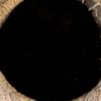 クッションに『穴』が開いているのかと思ったら……"思わず二度見"まさかの猫の姿が306万表示の大反響「黒すぎてｗ」「ブラックホール」