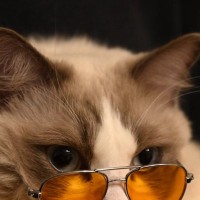 ペット用サングラスを猫にかけてみた結果→あまりにも『似合いすぎている姿』がカッコいいと379万表示「イカしてる」「イケ猫」の声