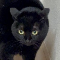 ニンゲンが『クシャミ』をした瞬間、おどろいた猫が……まさかの体勢が笑えると55万9000表示の反響「敵襲か！？」「やんのかにゃんｗ」