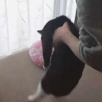 湯たんぽを温め直そうと猫をどかしたら…ニヤニヤが止まらない『まさかの姿』が103万表示「もう一個買ったげてｗ」「10回くらい見たｗ」