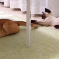 兄のしっぽにじゃれていた小さな弟猫→『９年前と今』を比較してみたら……尊いビフォーアフターに「微笑ましくてほっこり」「ツボってるｗ」の声