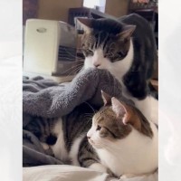 お姉ちゃんを気遣い優しい弟猫が…まさかの"行動"に思わず涙がでてくると364万表示「まるで絵本の世界」「見たことない」と感激の声続出