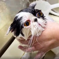 「いつもと全然違う…」猫専門の『プロ美容師』にシャンプーを依頼したら…『別猫すぎる仕上がり』に「さすがプロ」「激かわｗ」の声32万再生