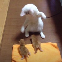 赤ちゃん猫2匹を前にした結果、白猫が…まさかの『踊りだす光景』が53万9000再生「謎の動きｗｗ」「肉球なめて落ち着いてるの草」