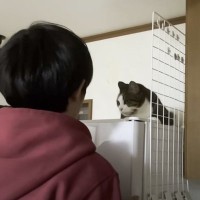 息子がくつろいでいる猫に『ちょっかい』をかけた結果…思わず爆笑のやり取りが2万6000再生「マジでおもろいｗ」「本気で笑った」の声