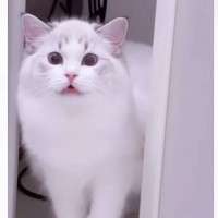 飼い主さんが長風呂していたら、猫が…まさかの『文句を言いに来る姿』が20万再生「可愛すぎる」「猫もヒートショック心配する時代か」の声