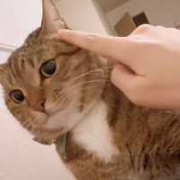 甘えてきた猫に『顔でかいね』と言ってみた結果…まさかすぎる反応に爆笑する人続出「言葉理解してる説ｗ」「不機嫌で可愛い」と31万再生