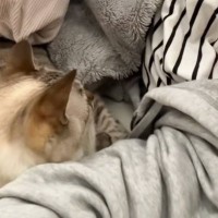 同居猫にしばかれないよう『必死に気配を消す猫』→主が布団をめくった次の瞬間…爆笑の光景が424万再生「最後にｗ」「気まずそうで面白い」
