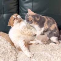 パパ猫が子猫にかまいすぎた結果、母猫が…まさかの『激詰めされる光景』が笑えると65万再生「尻に敷かれてるｗ」「母は強しｗ」と爆笑の声