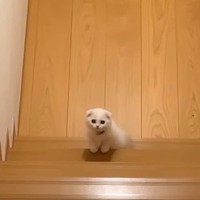 パパを仕事にお見送りした後『置いていかれた』と思ったのか、子猫が…切なすぎる姿に涙する人続出「仕事行けない」「たまらないね」の声