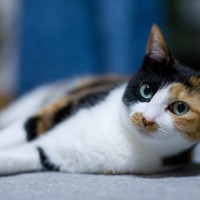 オス猫・メス猫、それぞれに『性別』によって珍しい毛色3種　決め手は“遺伝子”