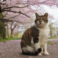 『不幸な猫を減らしたい』そんなあなたにできる5つのこと　気軽に参加できるものも