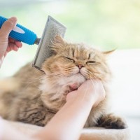 猫の『長毛種と短毛種』お世話が変わる5つのポイント　お手入れや健康管理…何が違う？
