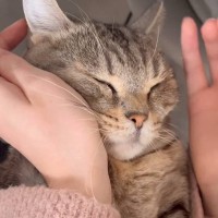 「可愛すぎて心臓が痛い」ネコに目薬をさしていたら…まさかの"反応"が衝撃的な可愛さだと165万再生「抱きしめたくなる感じ」と悶絶の声