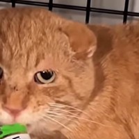 厳しい環境を生き抜いてきた野良猫の幸せビフォーアフター！人間の愛情に初めて触れた猫は…