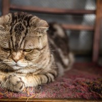 猫を凹ませる『人の言葉』4選とその理由　決して口にしてはいけない禁忌ワードとは？