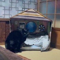 ダンボールハウスを使ってくれなかった猫→"オプション"をつけてみたら…涙を誘う『感動の展開』が16万再生「名作だ」「胸が熱くなる」