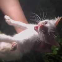 『草むらで鳴いていた子猫』を保護した結果、思わぬトラブルが……数日間の記録が5万3000再生「幸せになってね」「保護されてよかった」