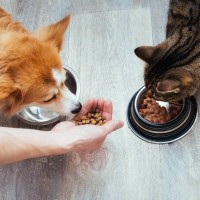 猫と犬が一緒のおうちは要注意！猫に『ドッグフードがよくない』な理由3選　取るべき対策も